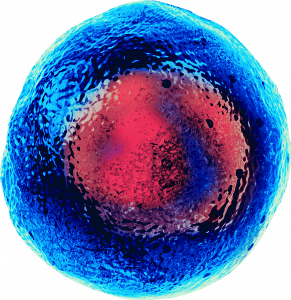 Stem cell in blue and red
